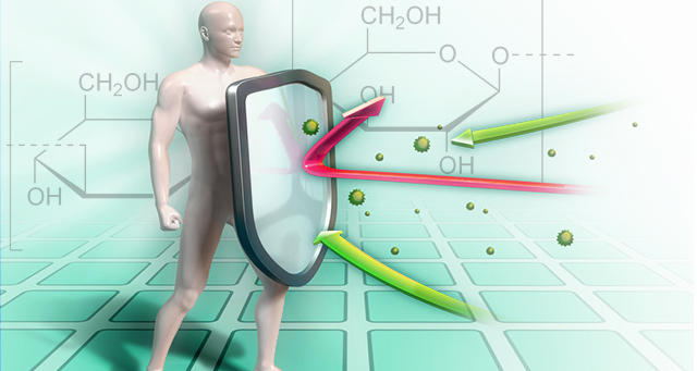 Beta-Glucans-Stimulate-Immune-Stem-Cells-FI.jpg