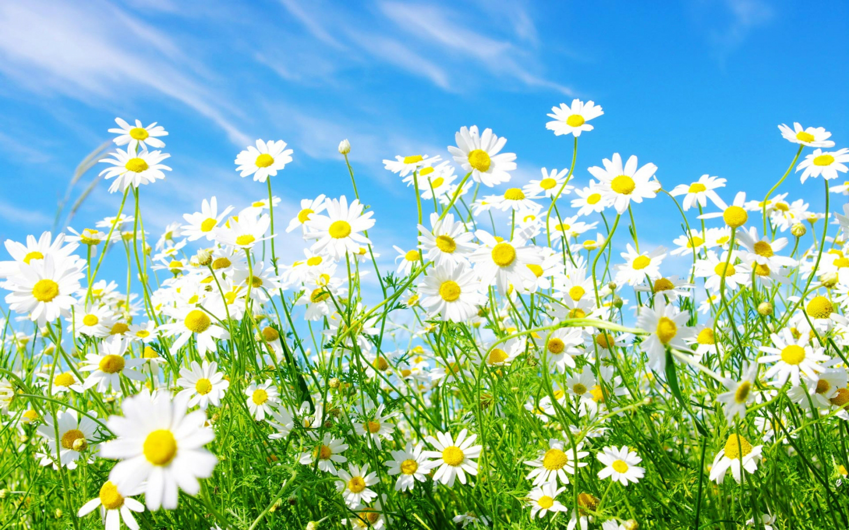 spring-backgrounds-19097-19586-hd-wallpapers.jpg