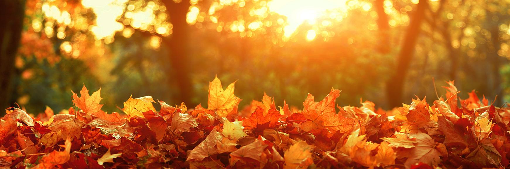 Autumn_Hero.d635ad0f1f03d16ac80ae9884a3c9df0.jpg